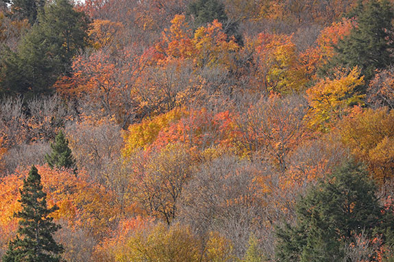 Remaining maple fall colour in Algonquin Park on October 14, 2024. 