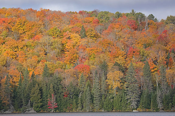 Fall colour in Algonquin Park on October 14, 2024.