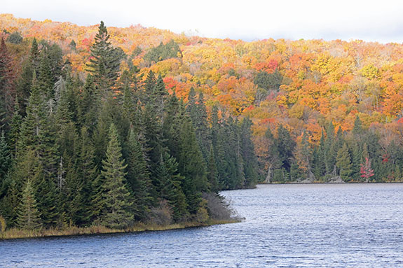 At Brewer Lake in Algonquin Park on October 14, 2024.