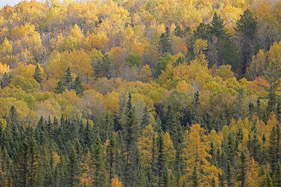 Poplar and Tamarack fall colour in Algonquin Park on October 14, 2024. 