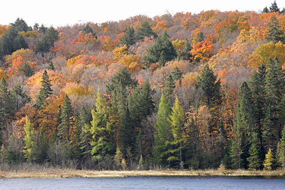 At km 48 in Algonquin Park on October 14, 2024.