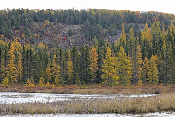 Tamarack fall colour in Algonquin Park on October 14, 2024.