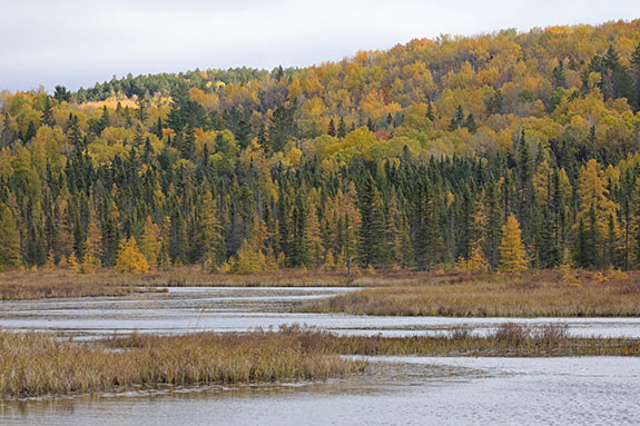 Along the Opeongo Road in Algonquin Park on October 14, 2024.