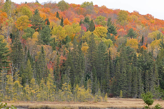 At km 41 in Algonquin Park on October 14, 2024. 