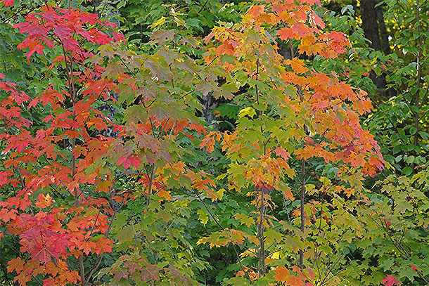 Along Highway 60 in Algonquin Park on September 15, 2025 (click to enlarge). 