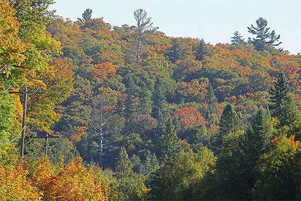 At km 8 of Highway 60 in Algonquin Park on September 15, 2025 (click to enlarge). 