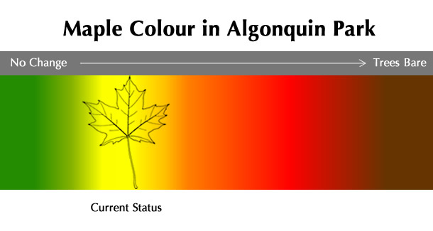 Current Maple Colour Status in Algonquin Park