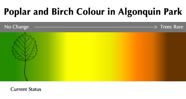 Current Poplar and Birch Colour Status in Algonquin Park