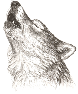 Public Wolf Howls - Howling Wolf