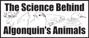 The Science Behind Algonquin's Animals Logo