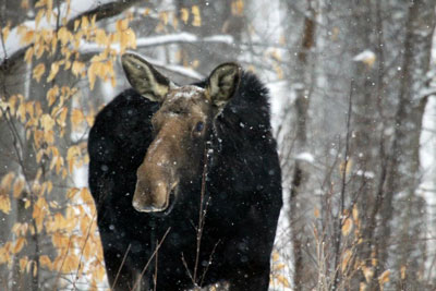 Moose in Winter, Algonquin Park