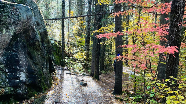 Spruce Bog Boardwalk Trail in Algonquin Park
